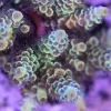 Cyclops Acropora