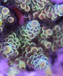 Cyclops Acropora