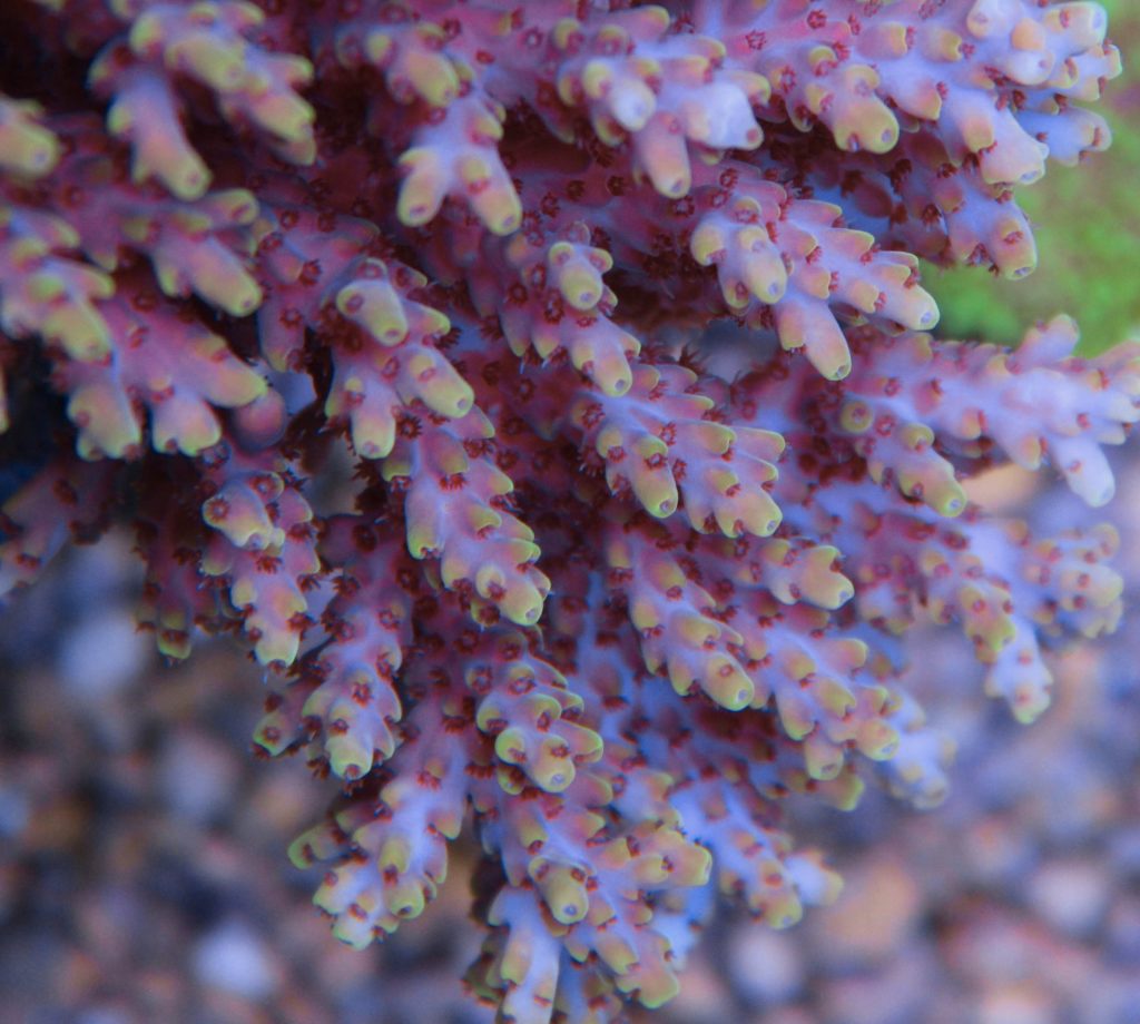 Frag Box Corals