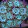 Green Magician Zoas