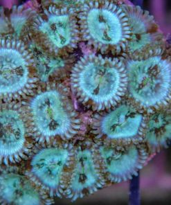 Green Magician Zoas