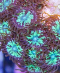 Spectacle Zoanthids