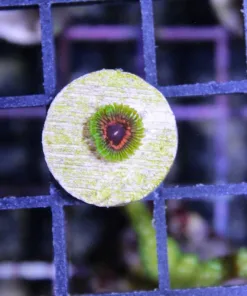 OG Hallucination Paly