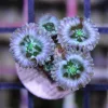 Millkyway Zoanthids