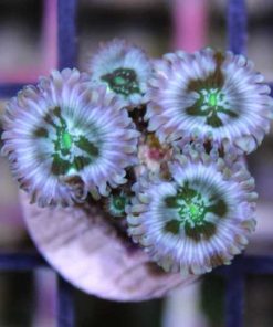 Millkyway Zoanthids