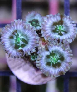 Millkyway Zoanthids