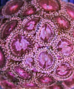 Red Supernovas Palythoa