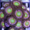 Raptor Rainbow Zoas