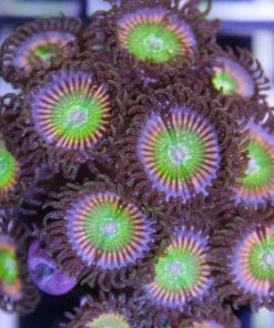 Raptor Rainbow Zoas