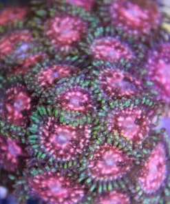 Tyree Space Monsters PP