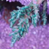 Gamma Ray Acropora