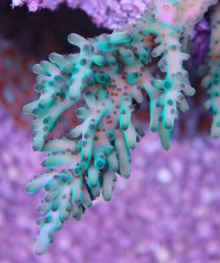 Gamma Ray Acropora