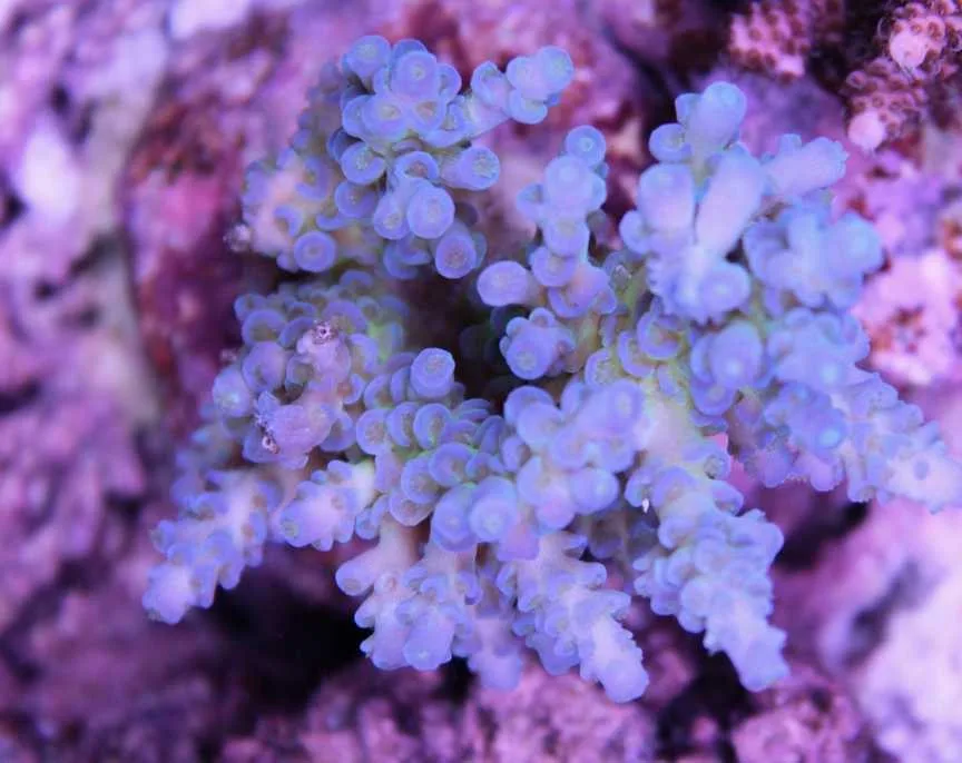 Frag Box Corals