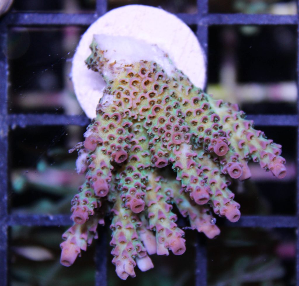 Frag Box Corals