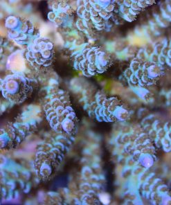 Blue Acropora Tenuis