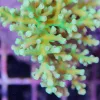 Green Acropora Enchinata
