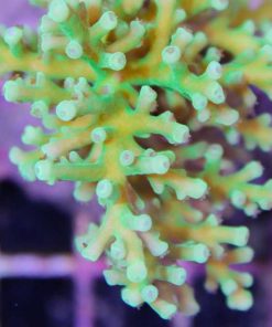 Green Acropora Enchinata