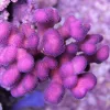 Purple Stylophora