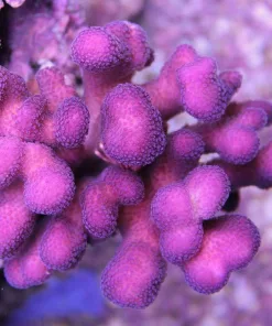 Purple Stylophora