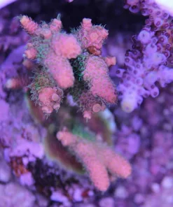 Maricultured Acropora Colony