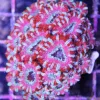Aussie Pink Acan