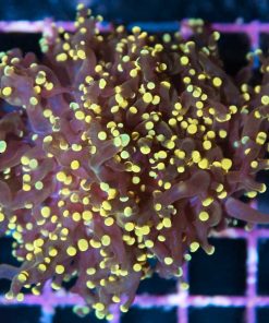 Golden Frgospawn