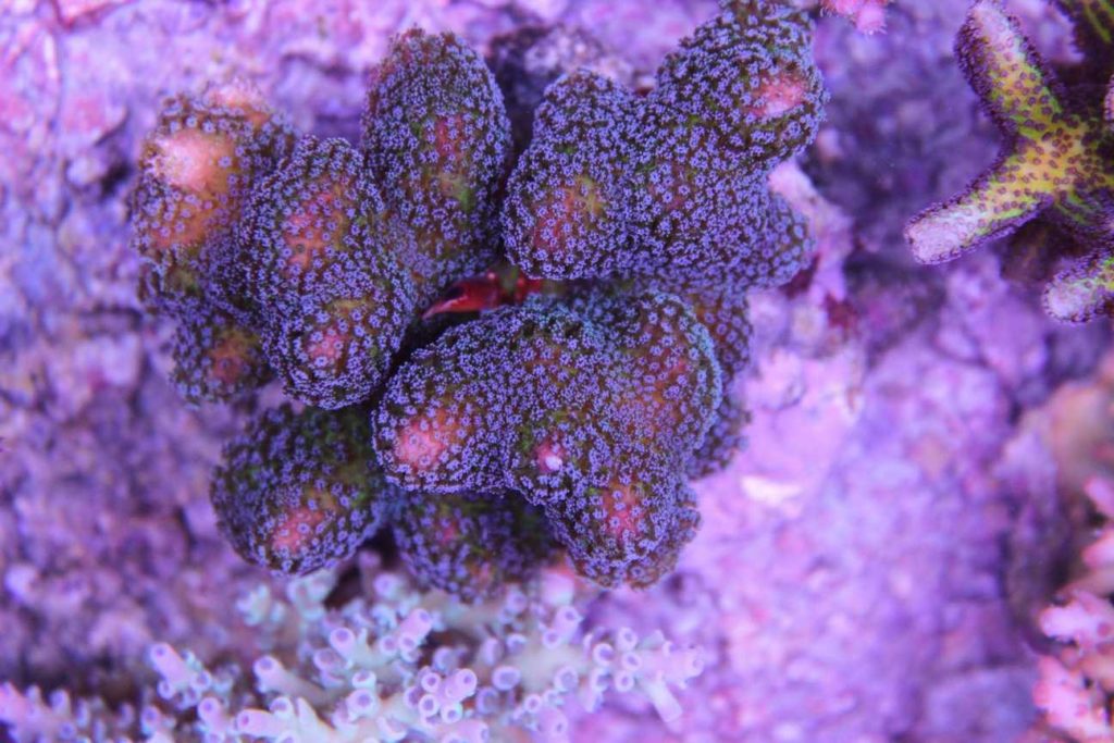 Frag Box Corals
