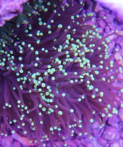 Yellow Tip Purple Torch