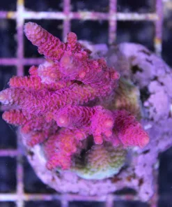 Hot Pink Acropora