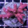 Red Millepora