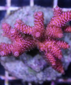 Red Millepora