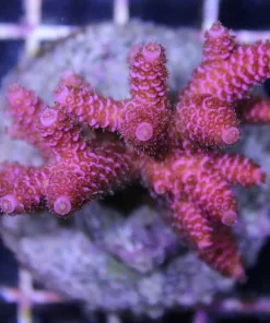 Red Millepora