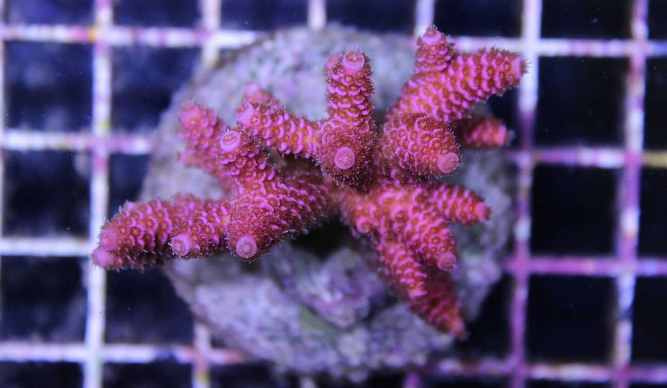 Red Millepora - Frag Box Corals