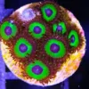 Mean Green Zoas