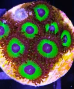Mean Green Zoas