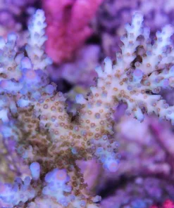 Acropora Tortusa
