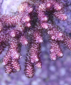 Australian Acropora Coral