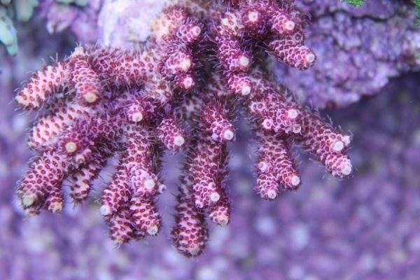 Australian Acropora Coral