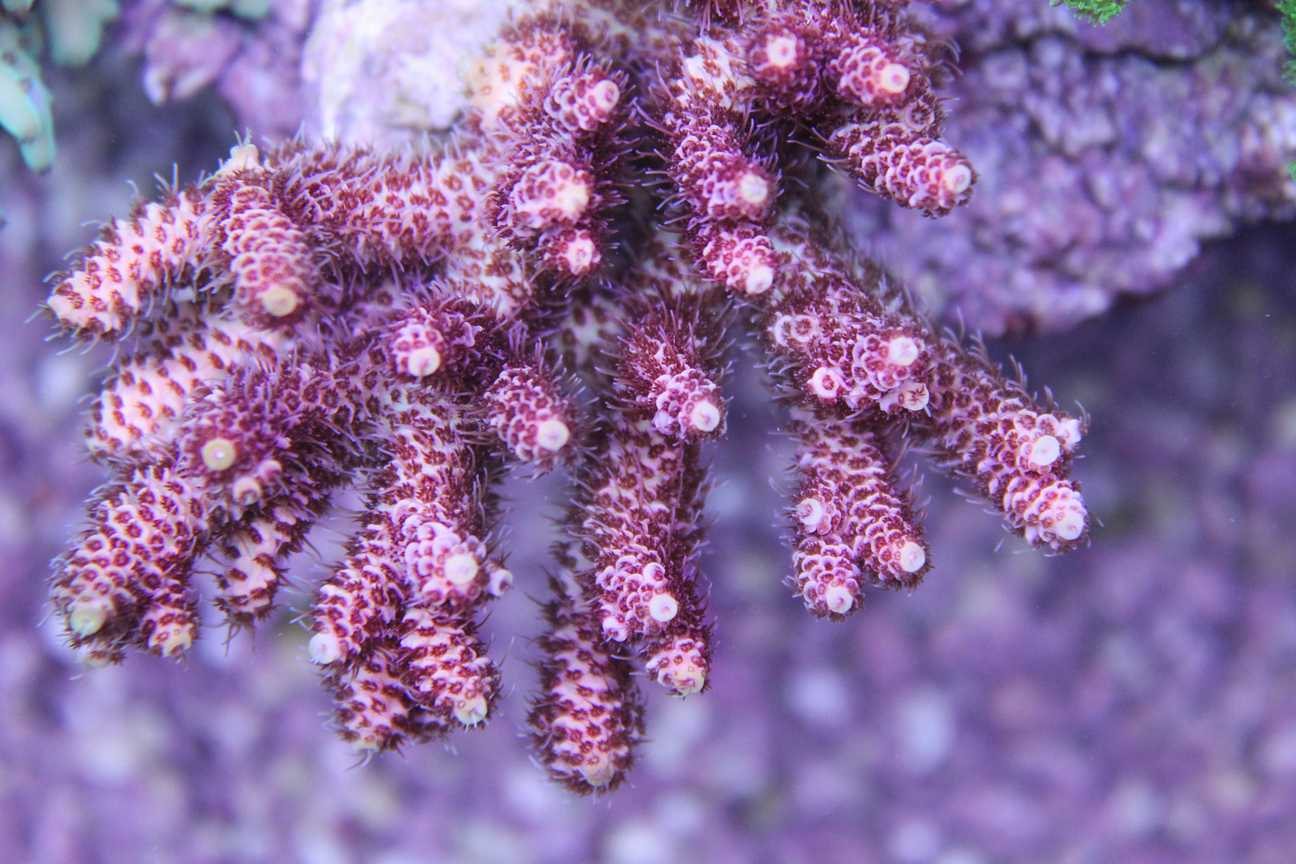 Australian Acropora Coral - Frag Box Corals
