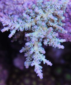 Blue Acropora Enchinata