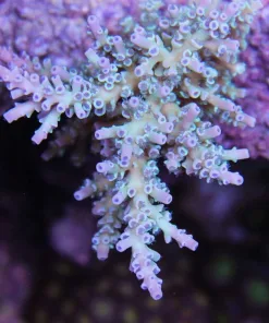 Blue Acropora Enchinata