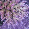 Tabling Acropora