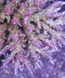 Tabling Acropora