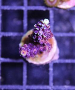 Wysiwyg Large RR Pink Cadillac Frag