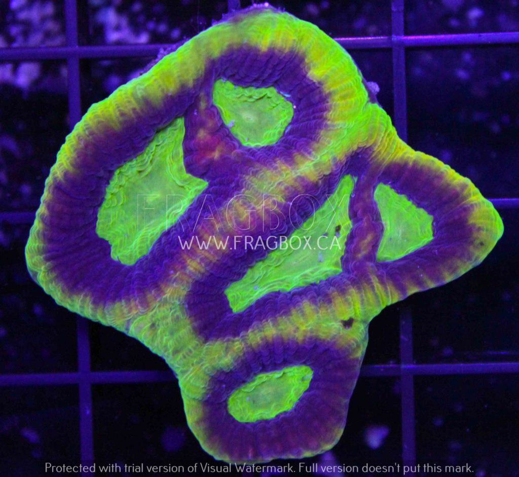 Frag Box Corals