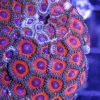 Cherry Pie Zoa Frag