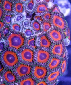 Cherry Pie Zoa Frag