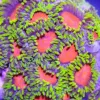 Original Dragon Eye Zoas
