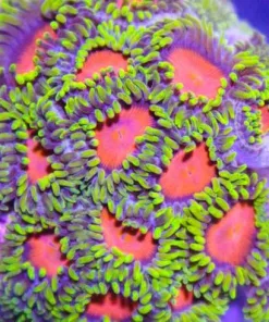 Original Dragon Eye Zoas