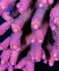 Heaven and Hell Milipora